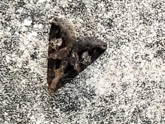 Melipotis famelica