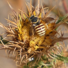 Icteranthidium