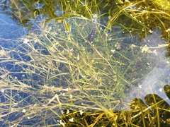 Potamogeton foliosus