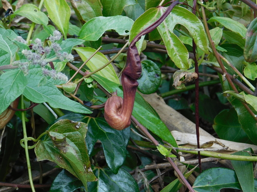 Aristolochia macroura, photograph 5