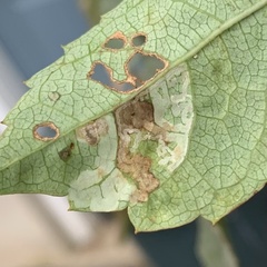 Phyllocnistis ampelopsiella