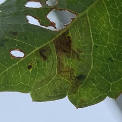 Phyllocnistis ampelopsiella