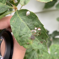 Phyllocnistis ampelopsiella