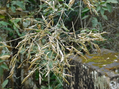 Guadua