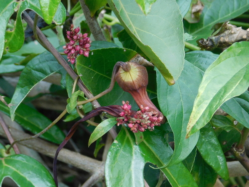 Aristolochia macroura, photograph 6