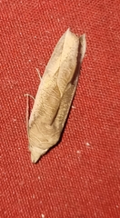 Calyptra