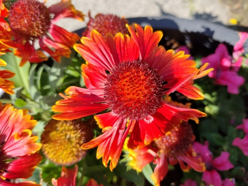 Kokarda (Gaillardia)