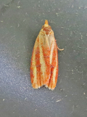 Sparganothis tristriata