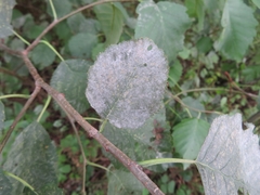Erysiphe penicillata