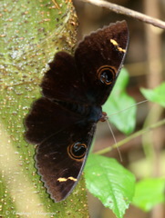 Erebus hieroglyphica