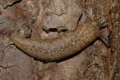 Philomycus flexuolaris