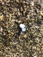 Nerita scabricosta