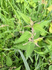Urtica dioica
