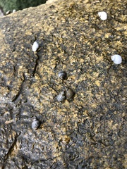 Nerita scabricosta