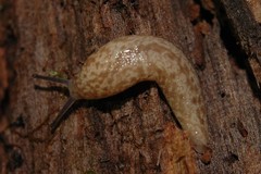 Philomycus flexuolaris