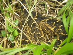 Bitis arietans arietans
