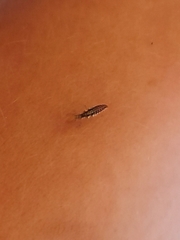 Chrysoperla