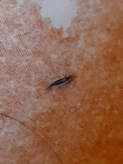 Chrysoperla