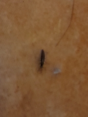 Chrysoperla