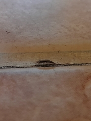 Chrysoperla