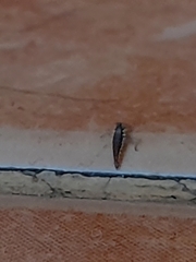 Chrysoperla