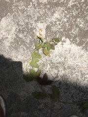 Passiflora tarminiana