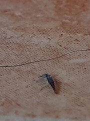Chrysoperla