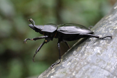 Neolucanus