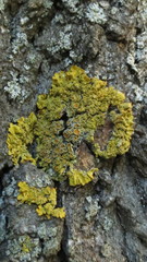 Xanthoria parietina