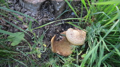 Cerioporus squamosus