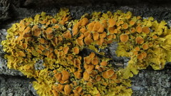 Xanthoria parietina