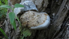 Fomes fomentarius