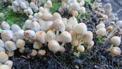 Coprinellus disseminatus