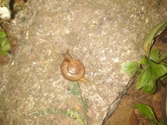 Gastropoda