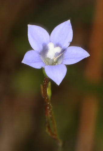 Wahlenbergia marginata