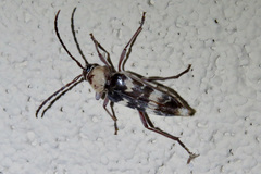 Megacyllene antennata