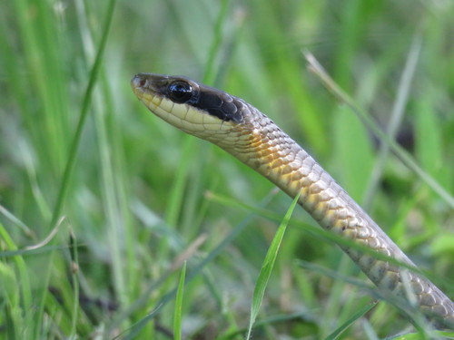 Spot-bellied Sipo