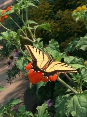 Papilio multicaudata
