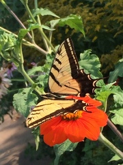 Papilio multicaudata