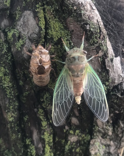 Northern Dog-day Cicada