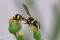 Eumenes coarctatus
