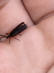 Leptoceletes basalis