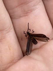 Leptoceletes basalis