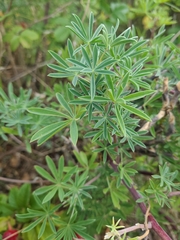 Lupinus arboreus
