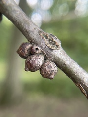 Callirhytis quercusgemmaria
