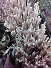 Ramaria rubella