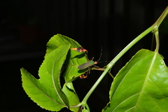 Anisoscelis foliaceus