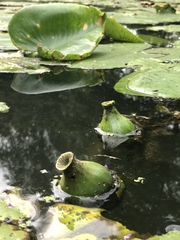 Nuphar lutea