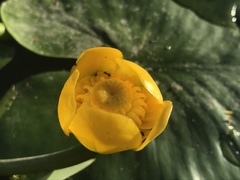 Nuphar lutea