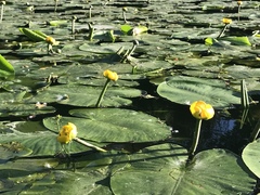 Nuphar lutea